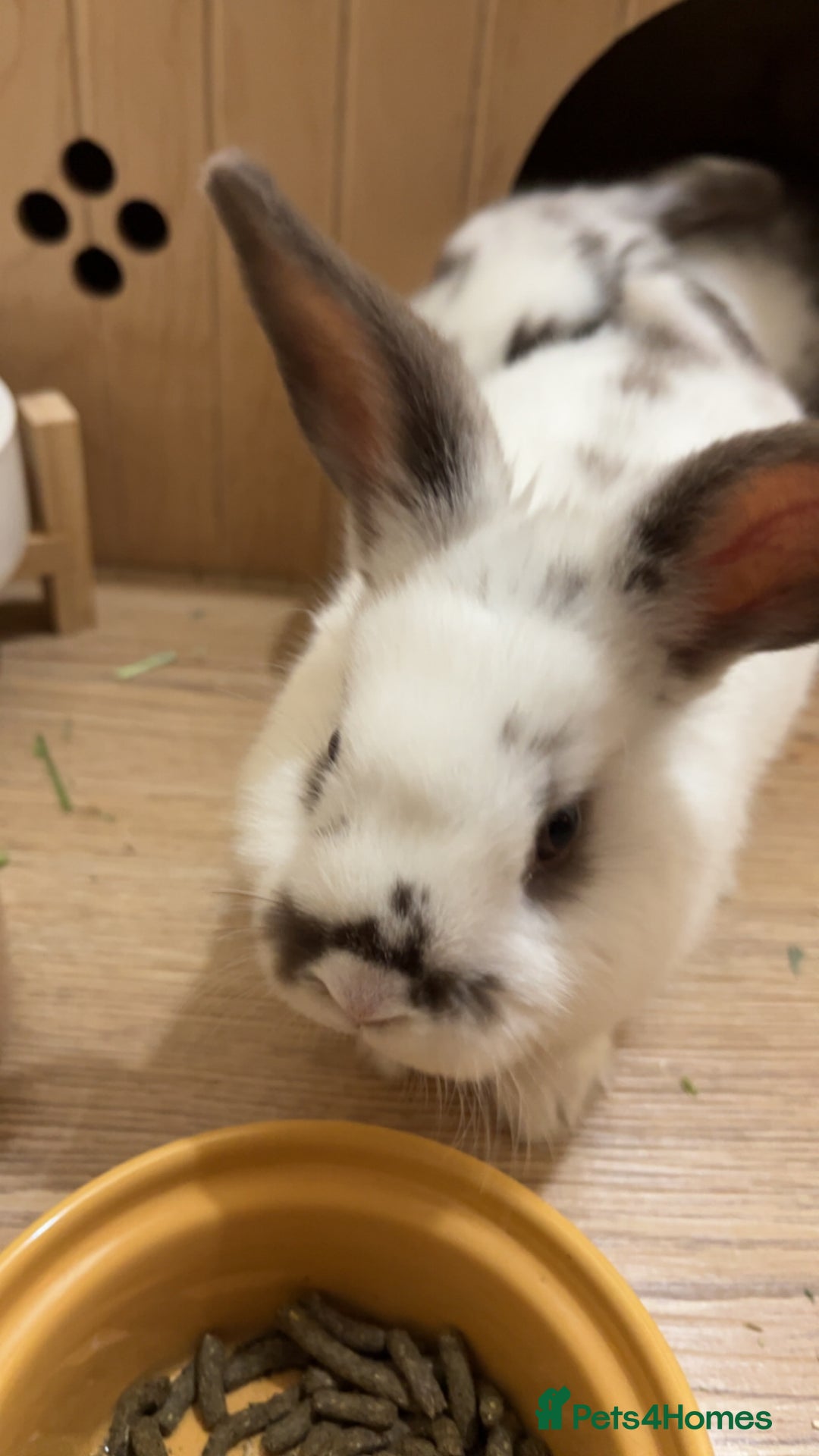 Mixed Breed rabbits for sale: Daphne and Velma need a loving home  - Image 7