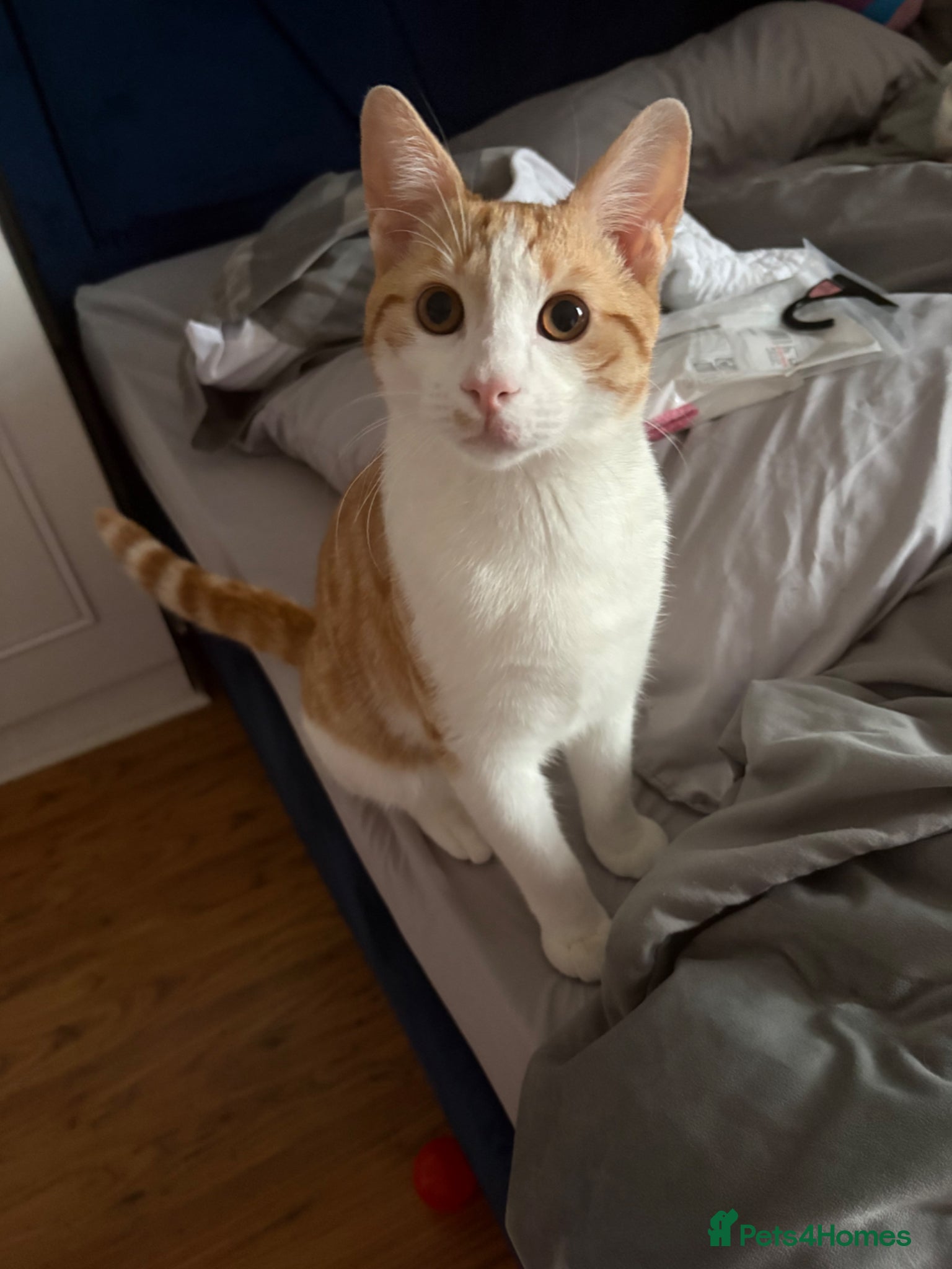 Mixed Breed cats Male cat  - Advert 6