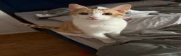 Mixed Breed cats for sale: Male cat  - Advert 1