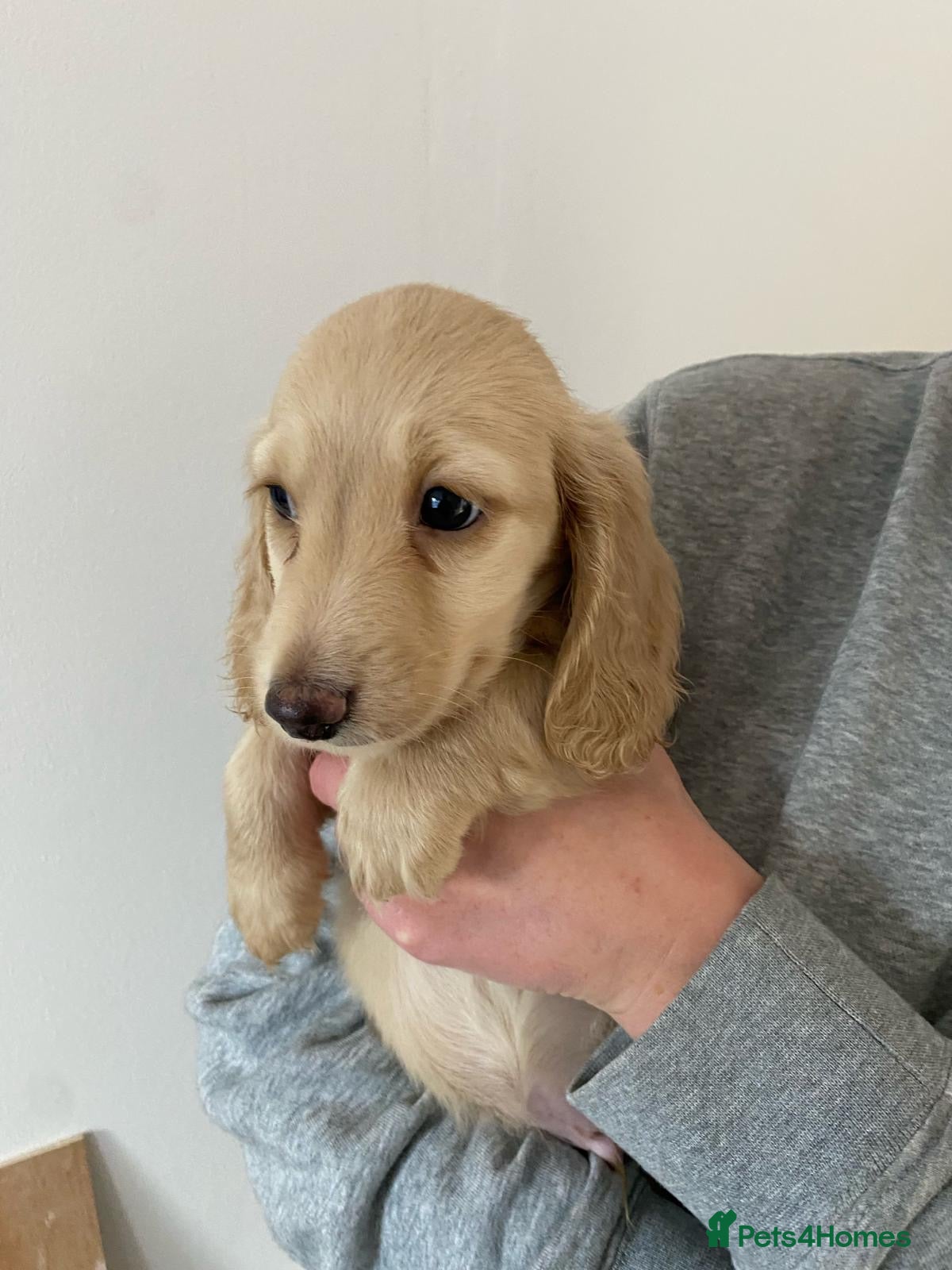 Miniature Dachshund dogs Cream Dachshunds  - Advert 3