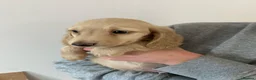 Miniature Dachshund dogs for sale: Cream Dachshunds  - Advert 1