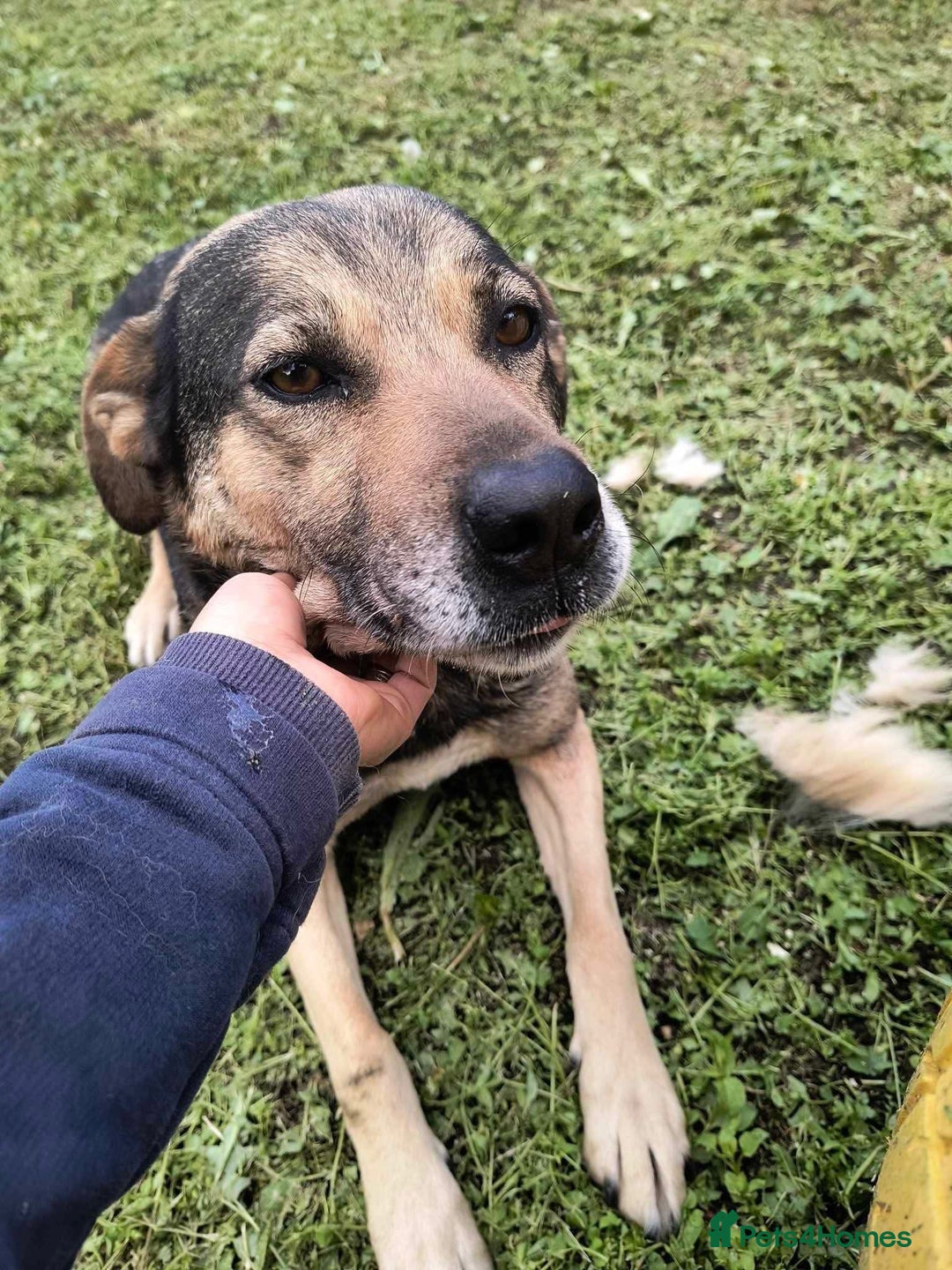 Mixed Breed dogs for adoption: Heart 💖  - Advert 2