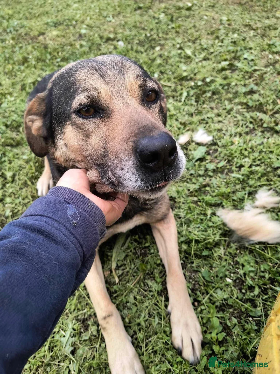 Mixed Breed dogs for adoption: Heart 💖  - Advert 2