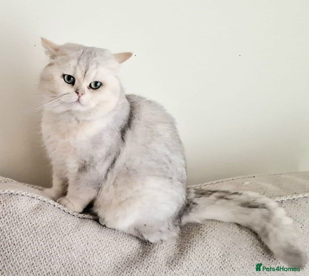 British Shorthair cats for stud: ❤ British Short Hair Active Stud ❤ Champion ❤ in Doncaster - Advert 7
