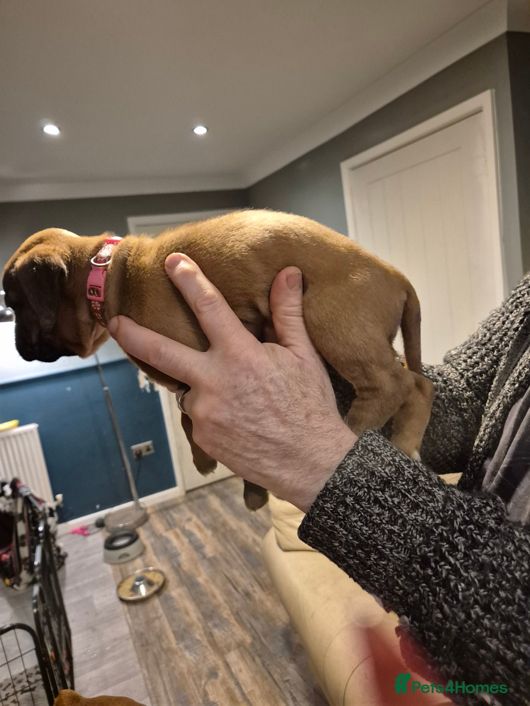 Boxer dogs for sale: ** 1 left*Beautiful bobtail & longtail kc boxer  - Advert 15