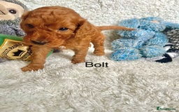 Cockapoo dogs for sale: F2B Red Cockapoos **BOTH PARENTS DNA CLEAR** - Image 18