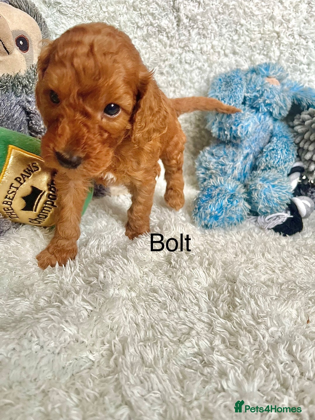 Cockapoo dogs for sale: F2B Red Cockapoos **BOTH PARENTS DNA CLEAR** - Image 18