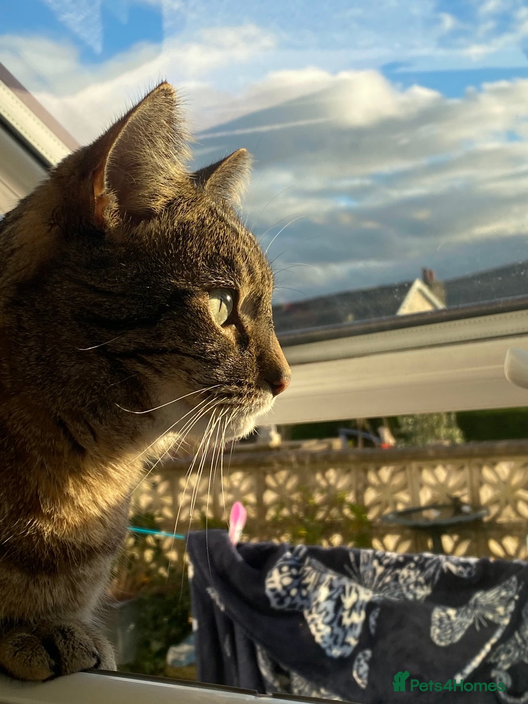 Domestic Shorthair cats for sale: Sweet boy free to a good home - Image 2