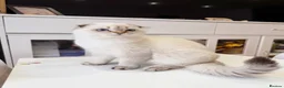 Scottish Fold cats for sale: 🐾 Stunning Scottish Fold Girl  🐾 - Advert 9