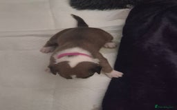 Boxer dogs for sale: Kc Boxer Puppies - Image 14