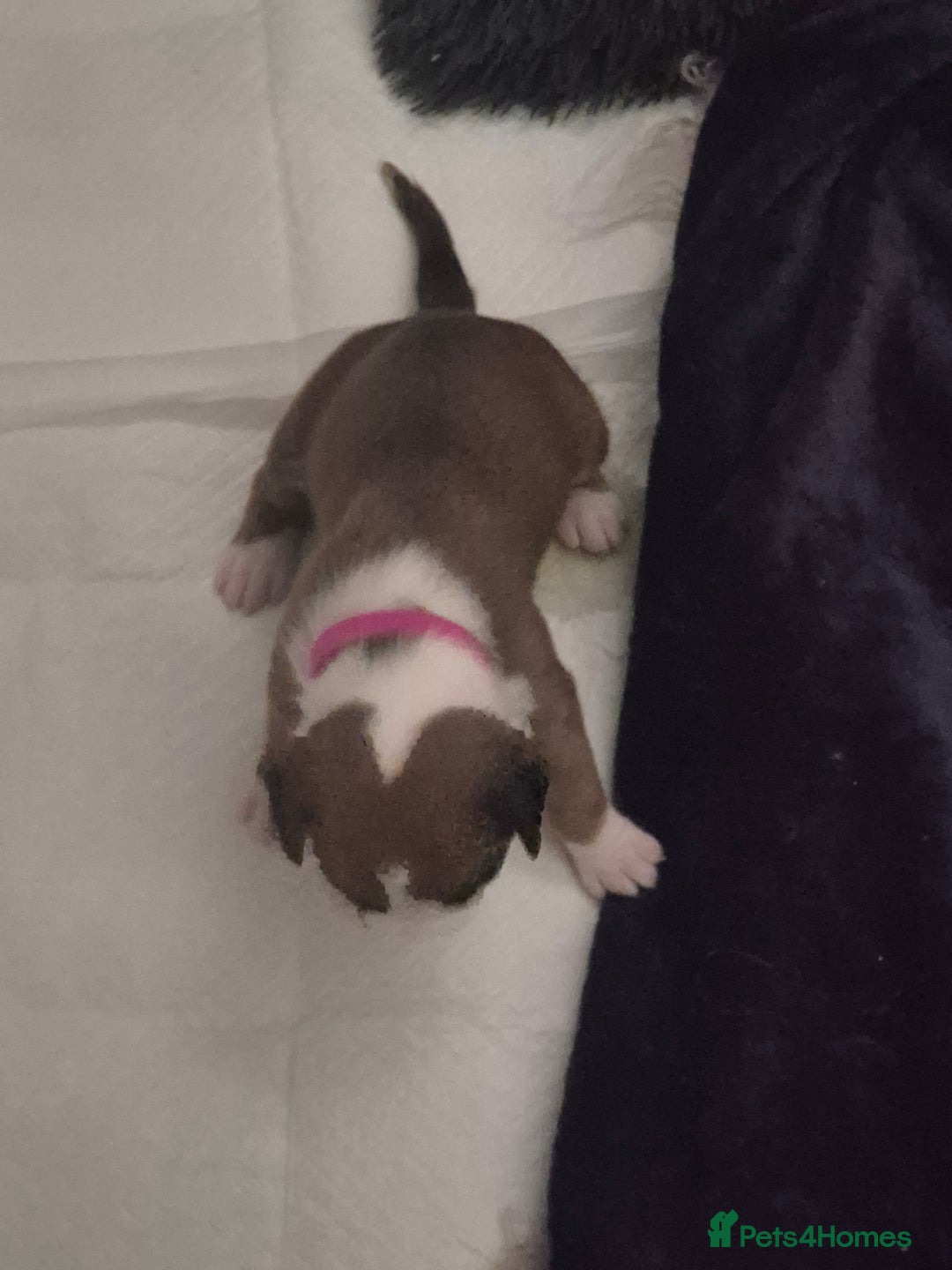 Boxer dogs for sale: Kc Boxer Puppies - Image 14