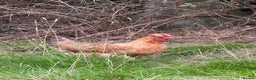 Chickens poultry for sale: Laying hens for sale - Advert 14