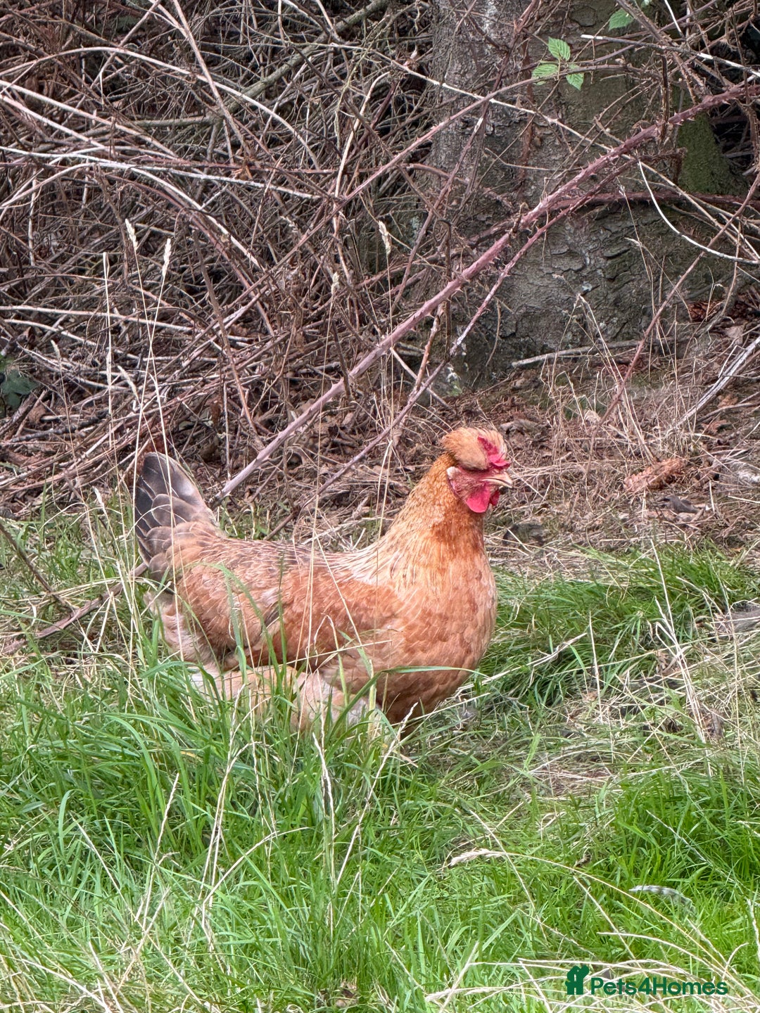 Chickens poultry for sale: Laying hens for sale - Image 14