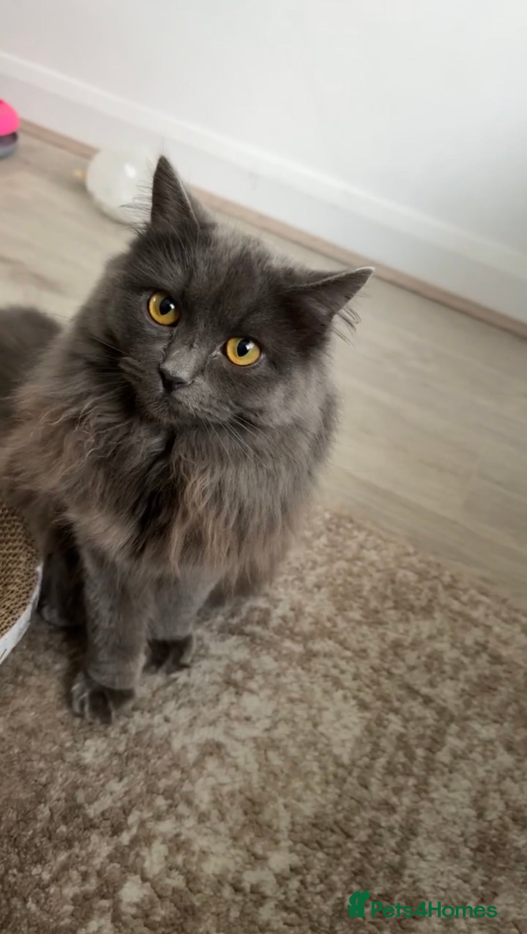 Nebelung cats for sale: My gorgeous cat for sale - Advert 1