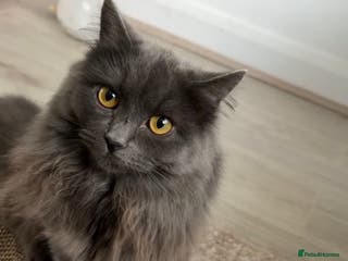 Nebelung cats My gorgeous cat for sale - Advert 1