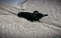 French Bulldog dogs for sale: Gorgeous Puppies ready to be reserved  - Image 23
