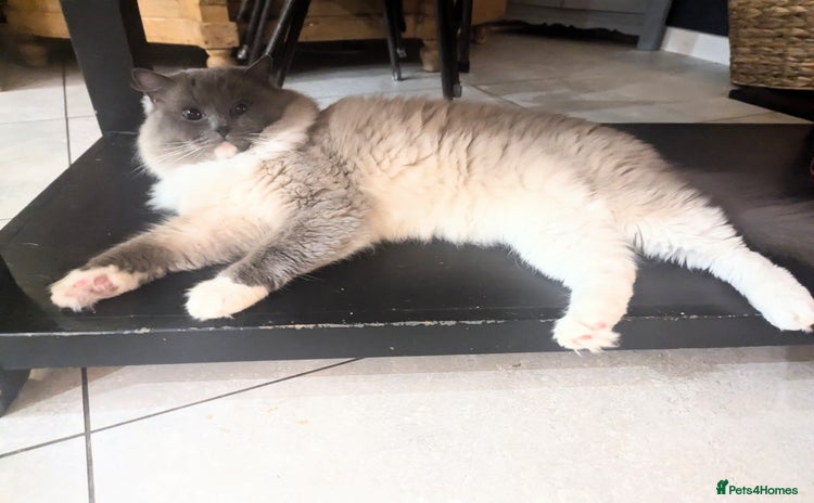 Ragdoll cats in Sutton-in-Ashfield - Advert 1