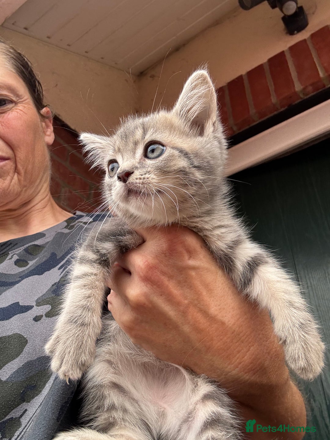 Mixed Breed cats for sale: Persian cross Ragdoll kittens real stunners - Image 18