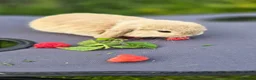 Mini Lop rabbits for sale: Cute and playful healthy bunnies  - Advert 9
