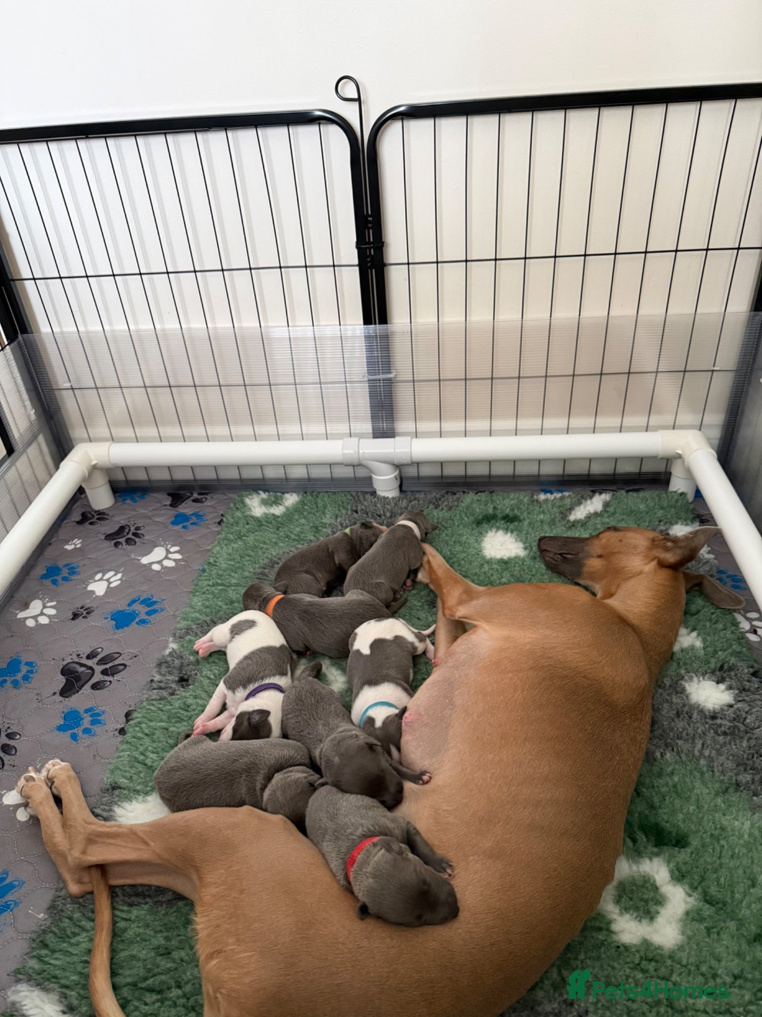 Whippet dogs QUALITY KC WHIPPET PUPPIES 🔵⚪️ - Advert 12