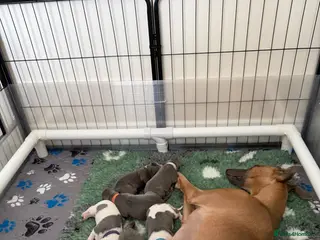 Whippet dogs QUALITY KC WHIPPET PUPPIES 🔵⚪️ - Advert 12