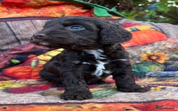 Cockapoo dogs for sale: Cockapoo puppies Rainbow litter  - Advert 12