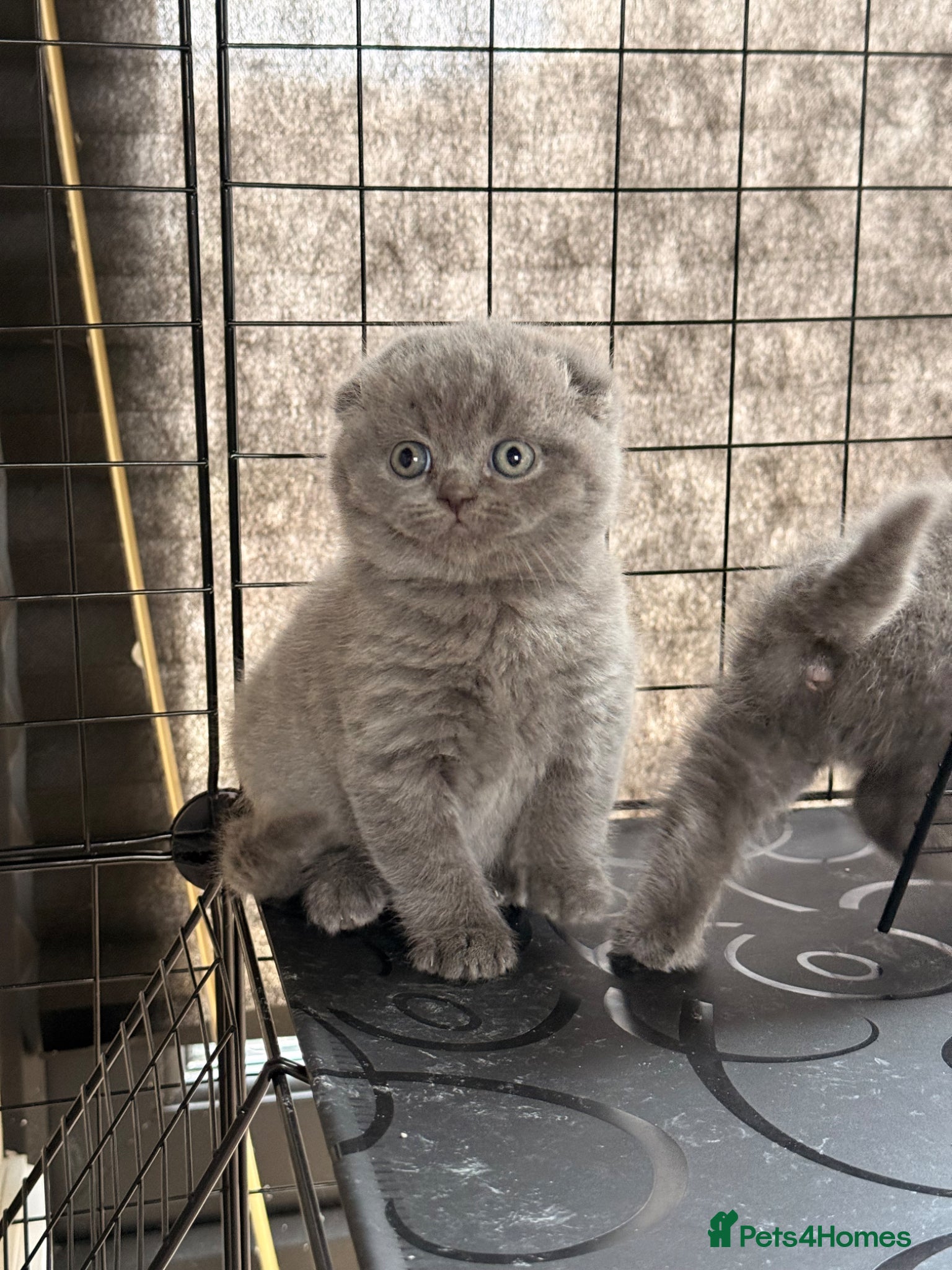 British Shorthair cats Scottish fold x British short haired  - Advert 1