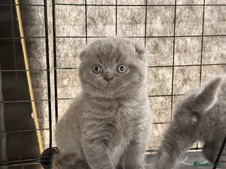 British Shorthair cats Scottish fold x British short haired - Advert 1