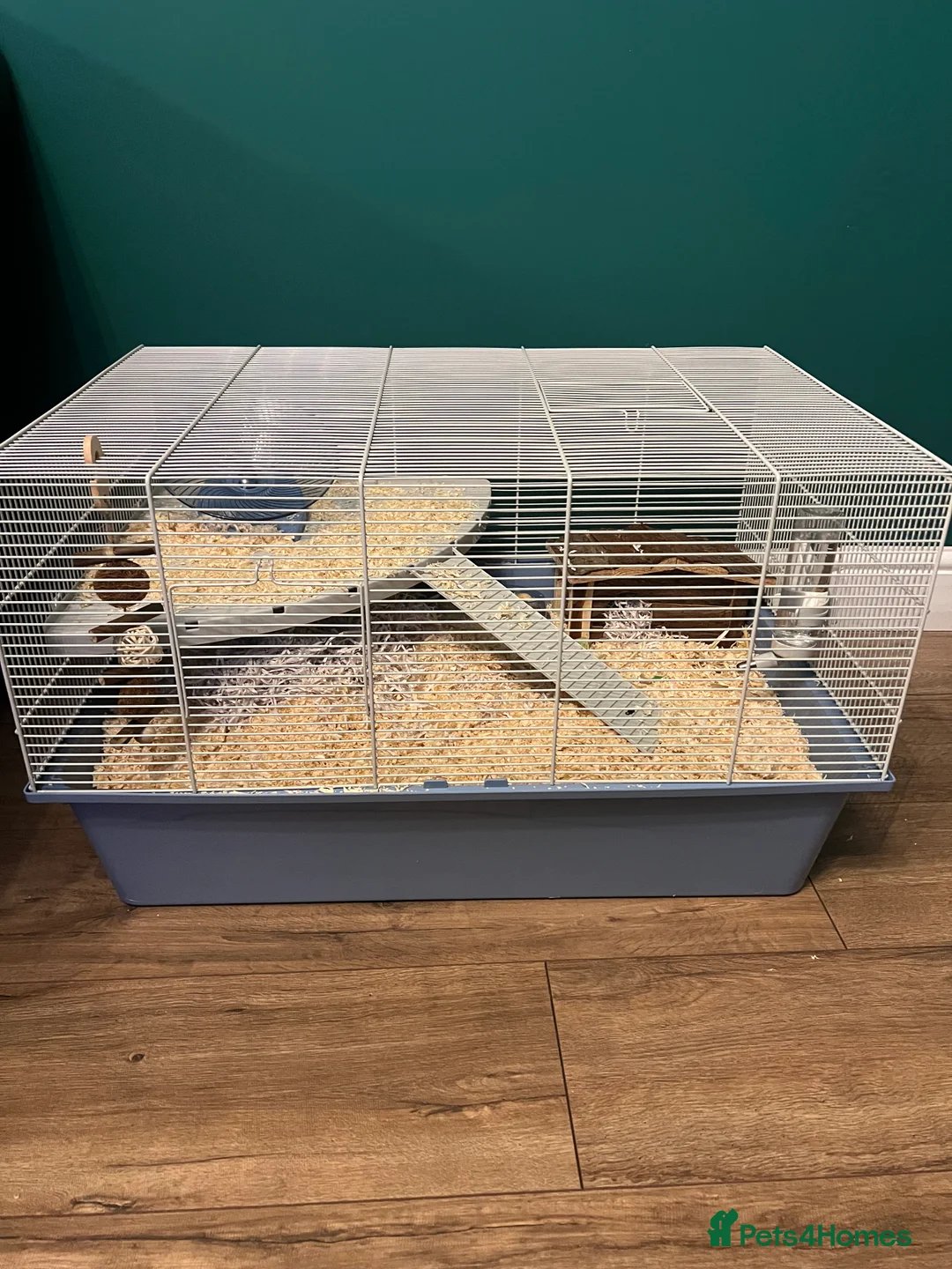 Hamster rodents for sale: Syrian hamster with full set up - Advert 3