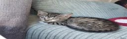 Mixed Breed cats for sale: Kittens in Truro - Advert 12
