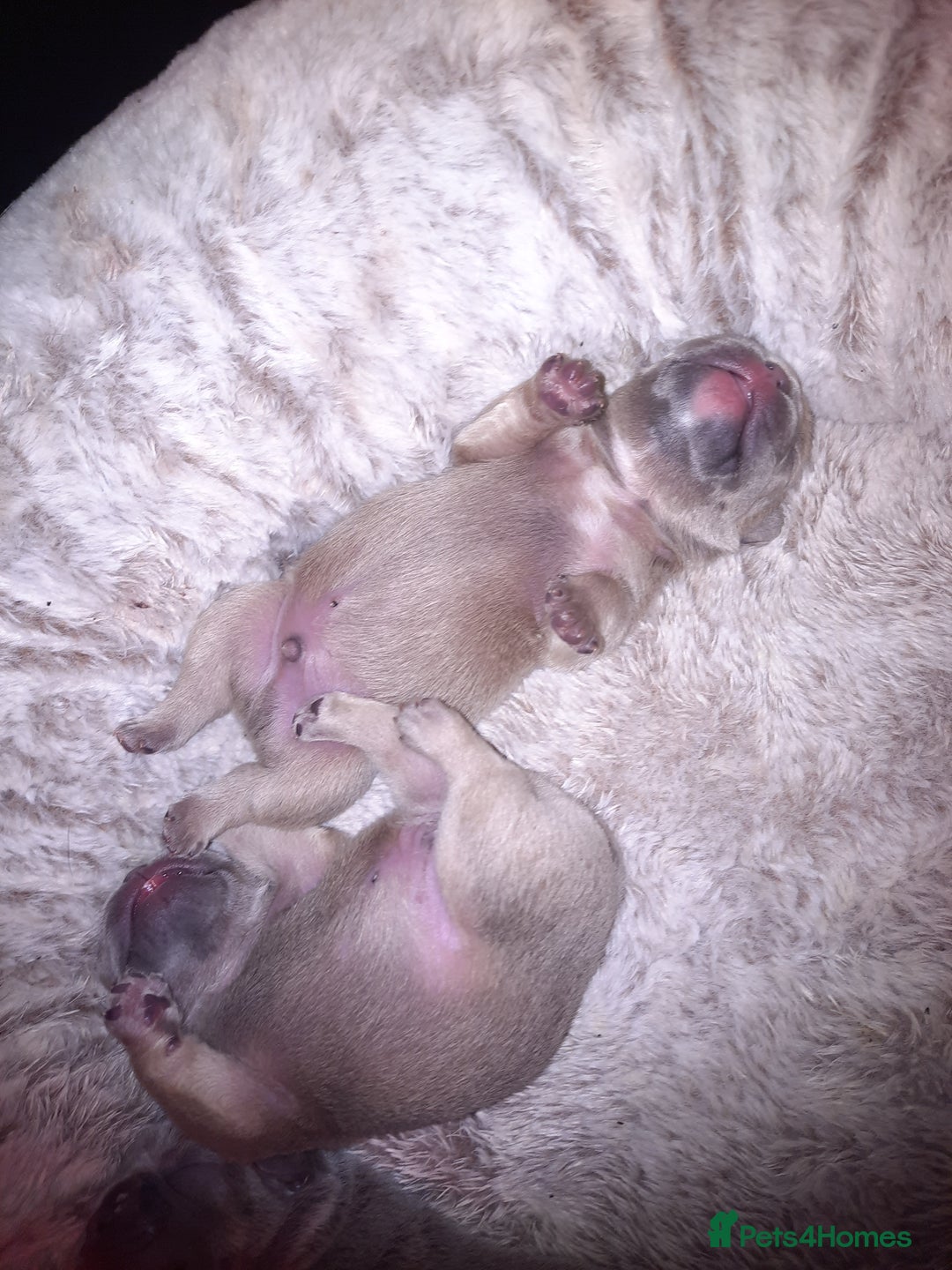 French Bulldog dogs for sale: 6 beautiful french bulldogs - Image 3