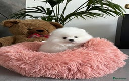 Pomeranian dogs for sale: Beautiful Pomeranian Puppies - Image 8