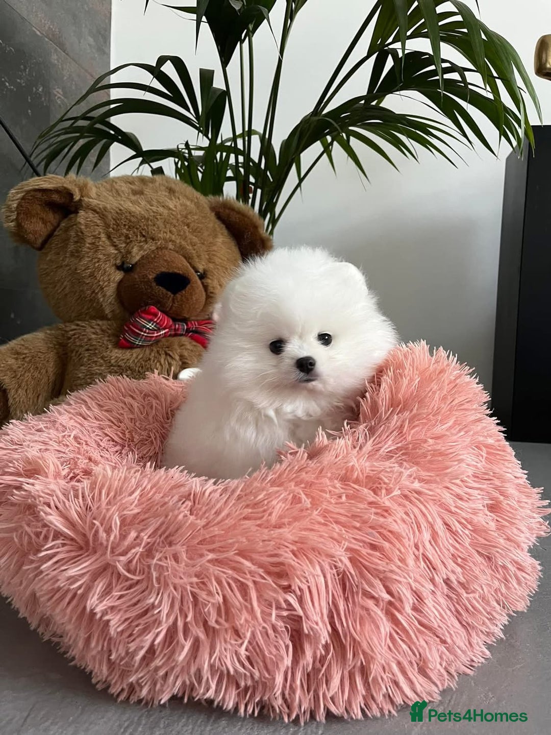 Pomeranian dogs for sale: Beautiful Pomeranian Puppies - Image 8