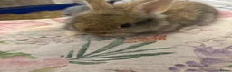 Mixed Breed rabbits for sale: Angora x lionhead  - Advert 6