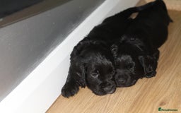 Cocker Spaniel dogs for sale: Cocker spaniels - Image 4
