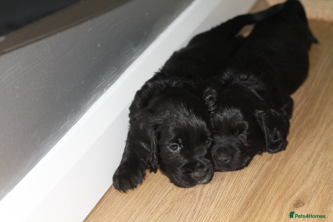 Cocker Spaniel dogs for sale: Cocker spaniels - Image 4