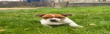 Jack Russell 3