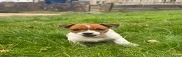 Jack Russell dogs for sale: 5 male Jack Russell puppies ready to go - Advert 12