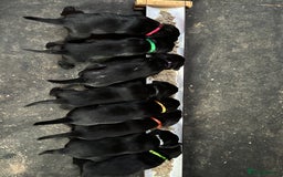 Labrador Retriever dogs for sale: 1 male Labrador puppy - Image 8