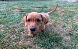 Miniature Dachshund dogs for sale: Ready now cream and red mini smooth Dachshund  - Image 4
