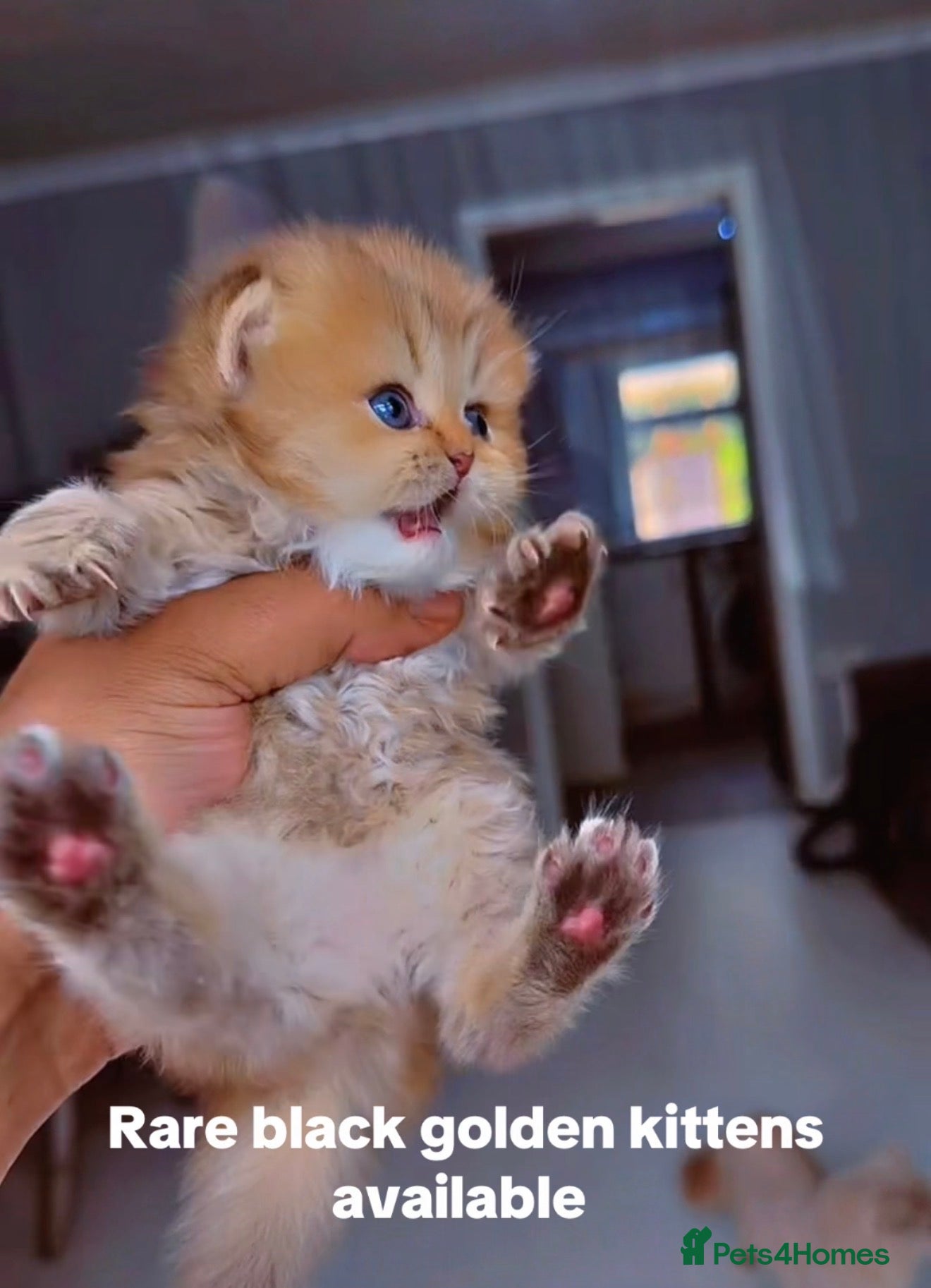 British Shorthair cats Rare  golden shaded longhair female left  - Advert 12