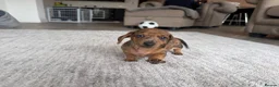 Miniature Dachshund dogs for sale: Gorgeous Miniature Daschund puppies in Hornchurch - Advert 7