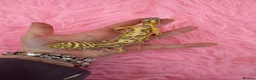 Leopard Gecko reptiles for sale: x2 female leopard geckos  in Stowmarket - Advert 16