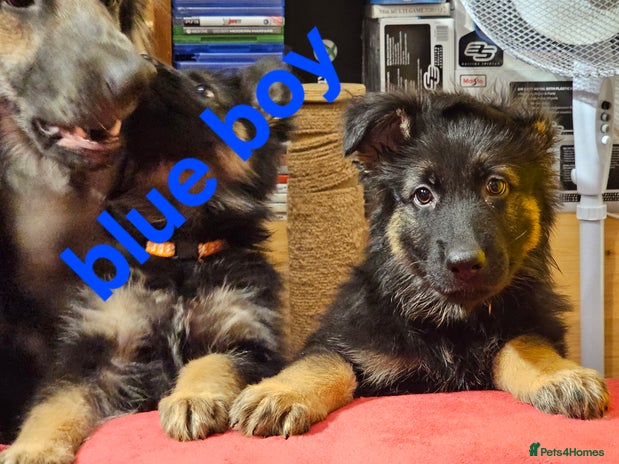 German Shepherd dogs - Advert 10