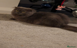 Scottish Fold cats for sale: 2 beautiful Scottish fold  - Image 6