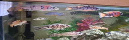Cichlids fish for sale: Tropical fish in Wallsend - Advert 3