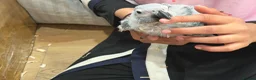 Parrots birds for sale: Young African greys closed rung with cities  in Leeds - Advert 12
