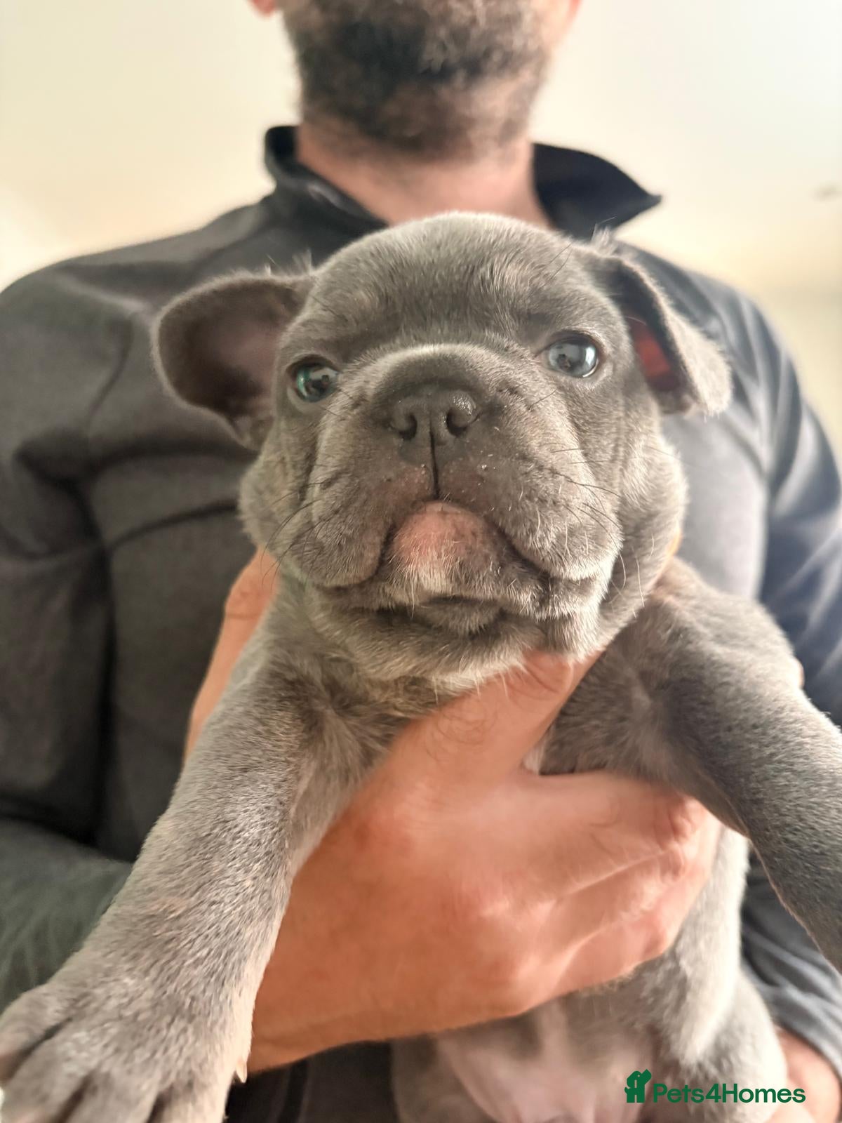 Mixed Breed dogs Frenchton male for sale - Advert 2