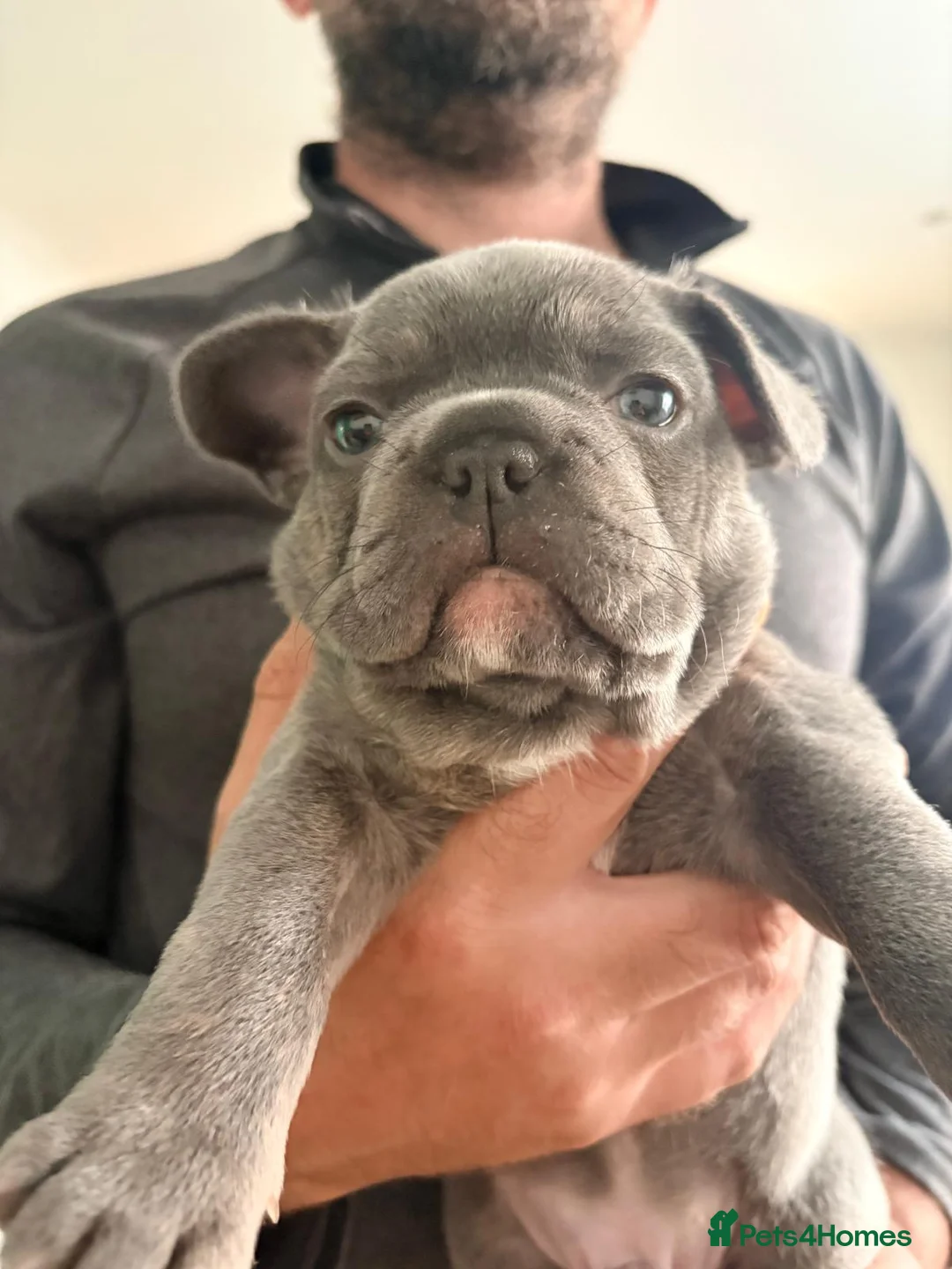 Mixed Breed dogs for sale: Frenchton male for sale - Advert 1
