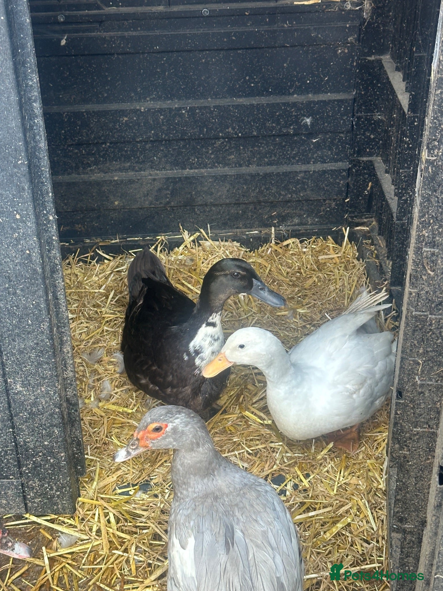 Ducks poultry Cayuga duck and Aylesbury duck females  - Advert 1
